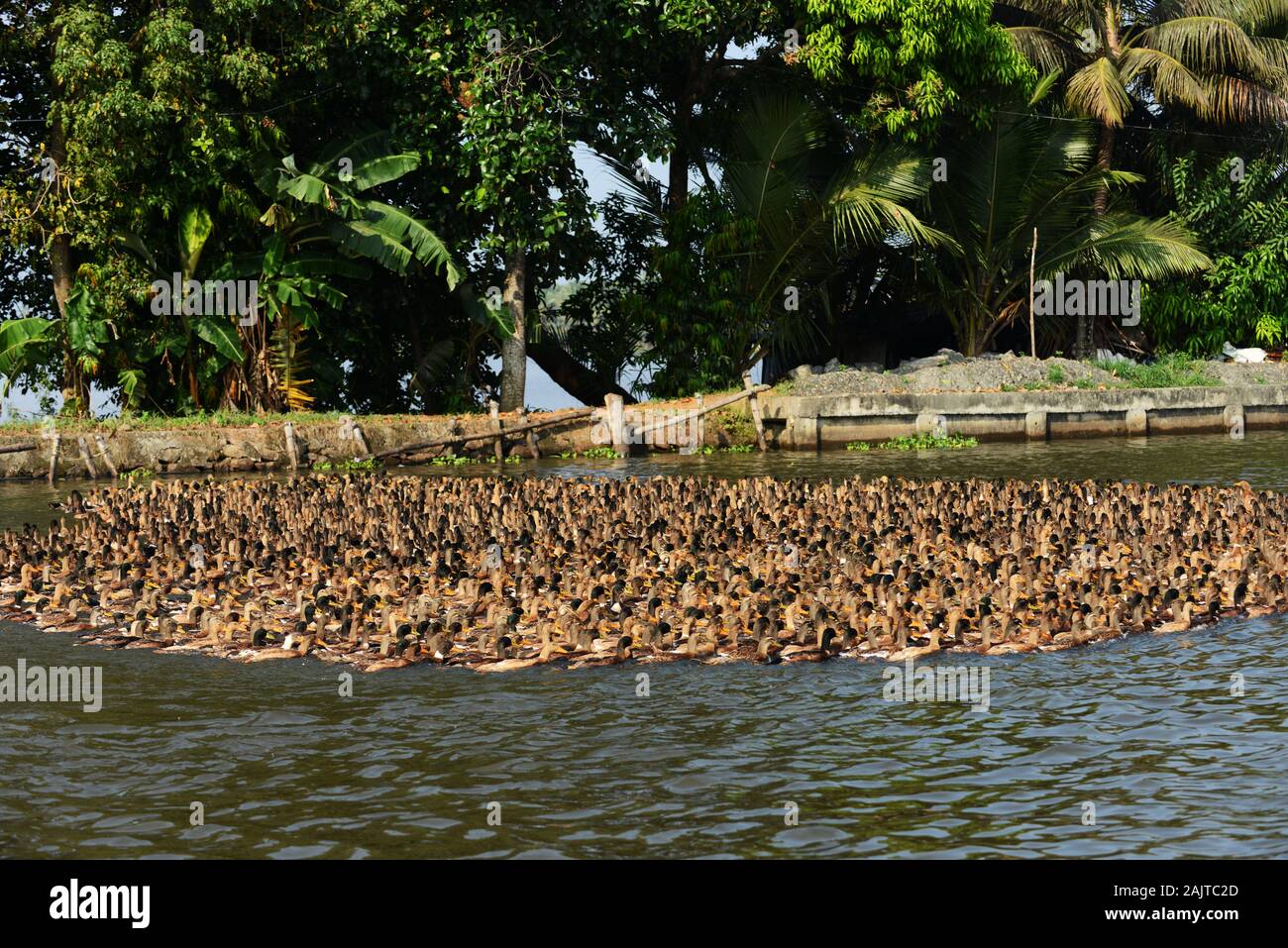 Entenzüchter im Kerala Backwaters treiben eine riesige Menge an heimischen Enten entlang eines Flusskanals Stockfoto