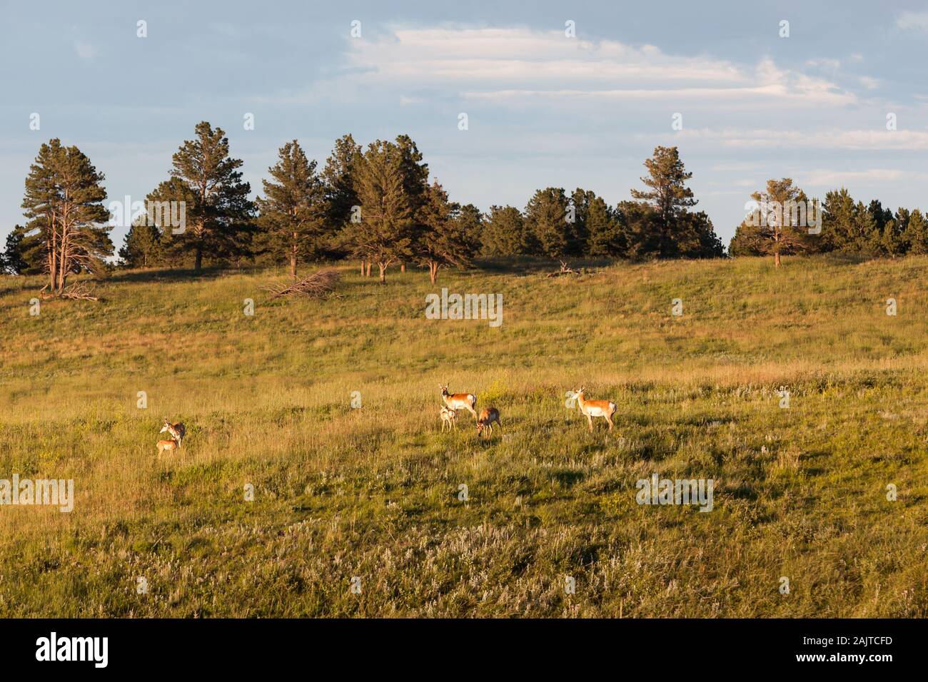 Eine Herde von pronghorn Antilope auf einem grasbewachsenen Hügel in den späten Nachmittag Sonnenschein im Custer State Park in South Dakota. Stockfoto