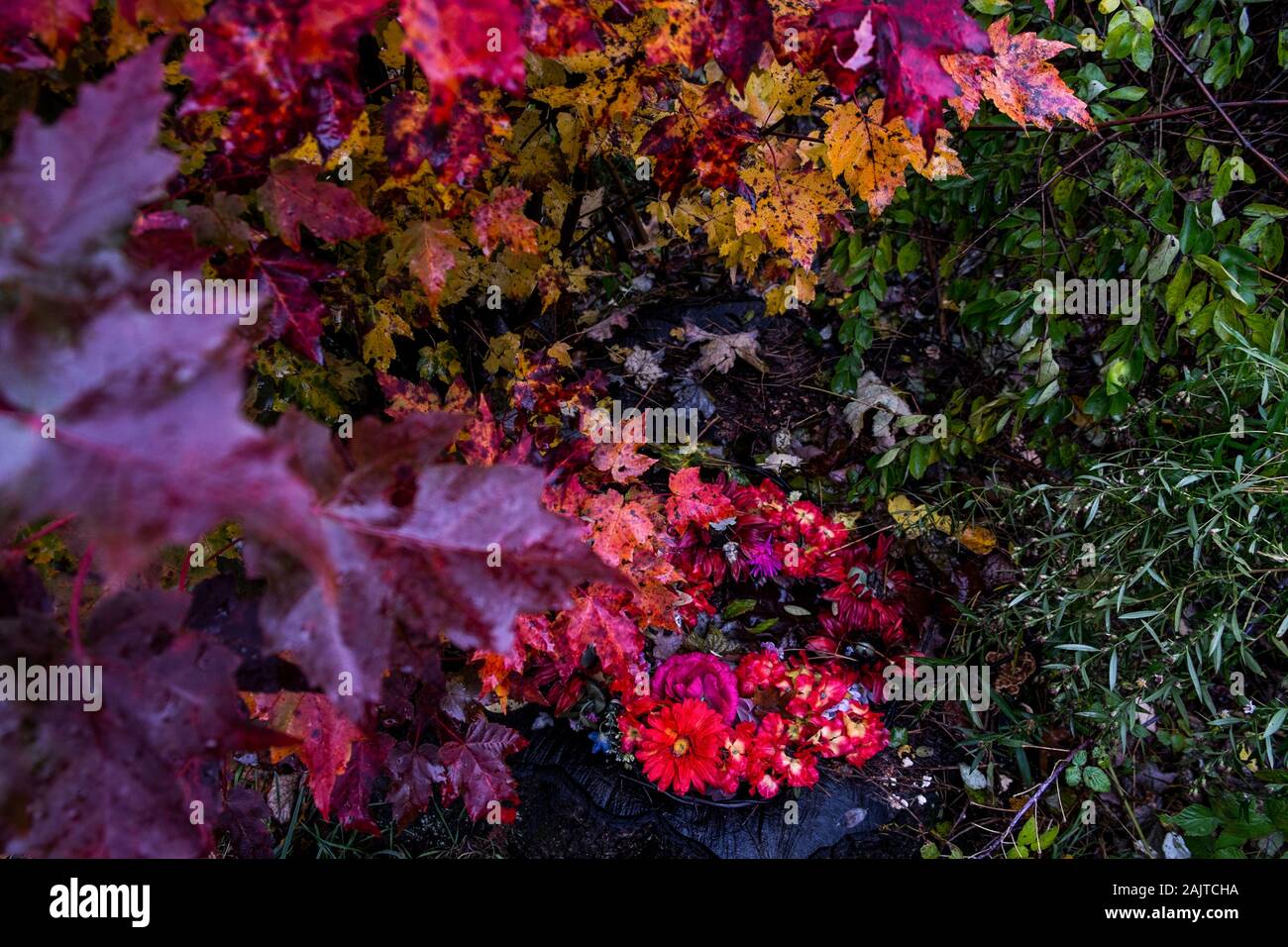 Rote und lila nasse Herbstblätter auf Herbstgipfel Stockfoto