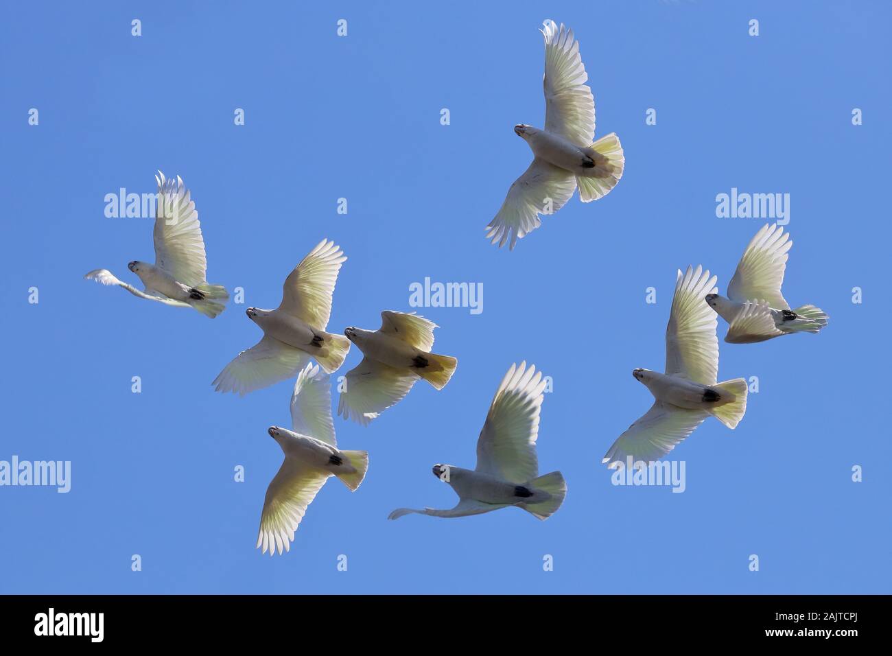 Herde von Little Corella's Stockfoto