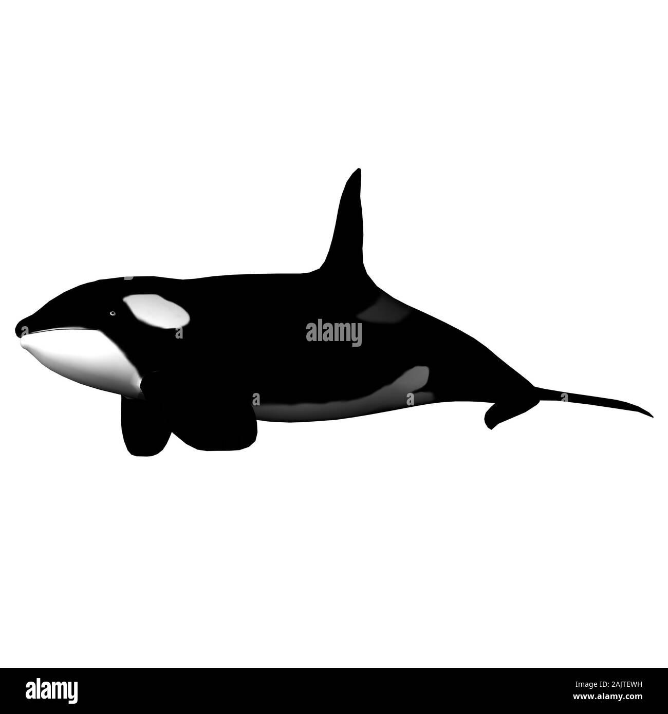 Abbildung: Ein Orca Killer whale über Weiß isoliert Stockfoto