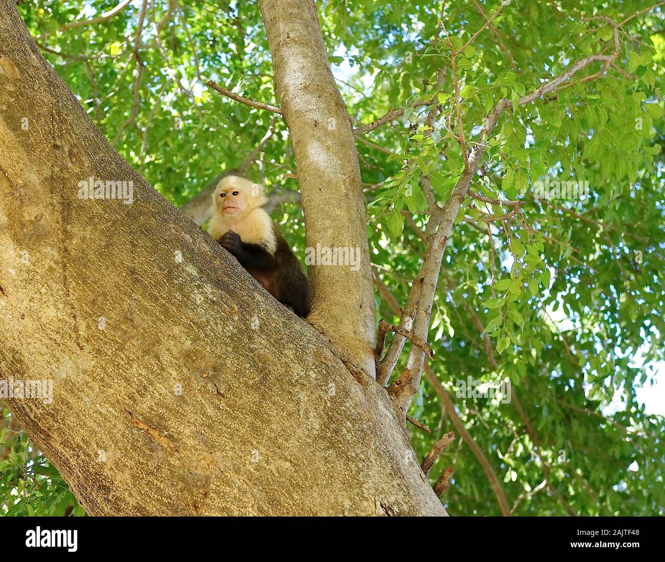 Weiß konfrontiert Kapuziner Guanacaste, Costa Rica Stockfoto