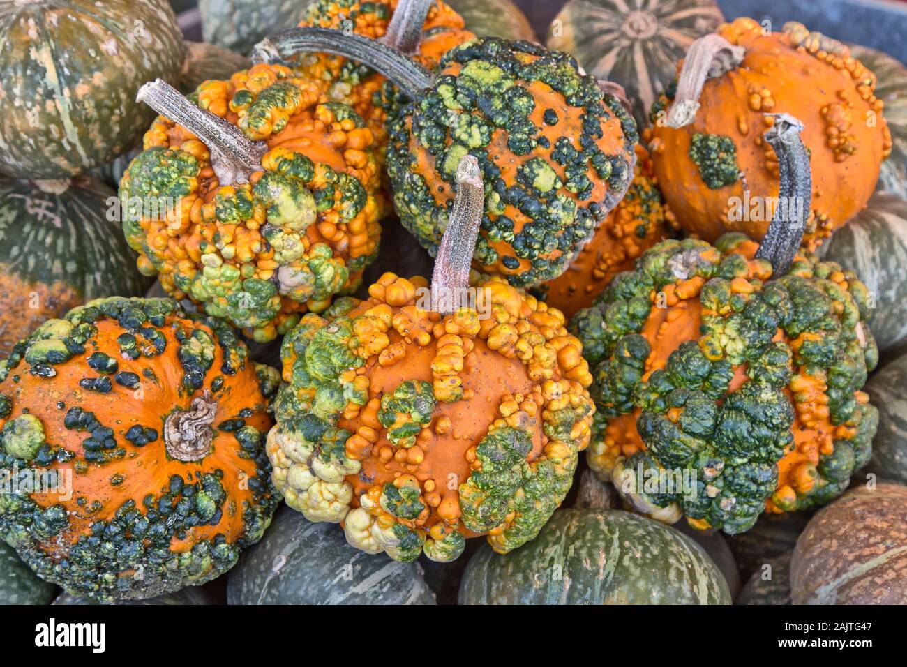 Warted Gourds 'Lunch Lady' Cucurbita Variety, Erntezeit, Kalifornien. Stockfoto