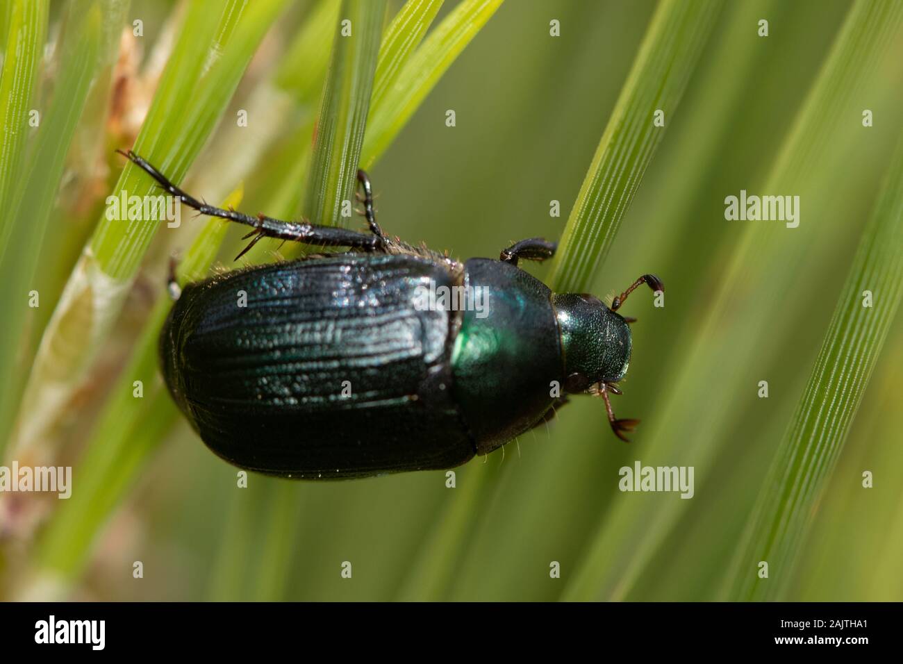 Grüne Düne Käfer (Anomala Dubai) Stockfoto