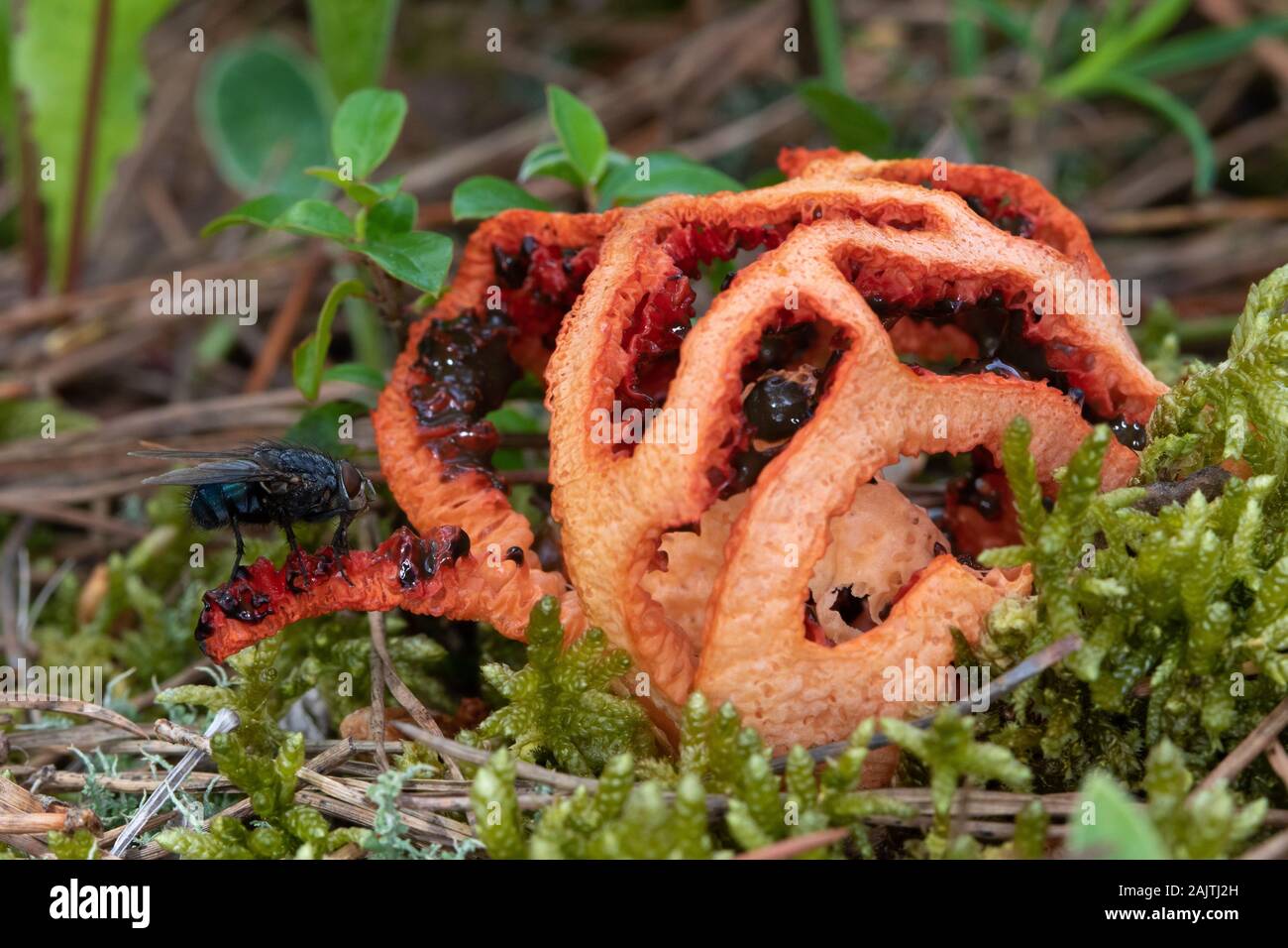 Lattice Pilz (Clathrus ruber) besucht ein Aas, Fliegen (calliphoridae) Stockfoto