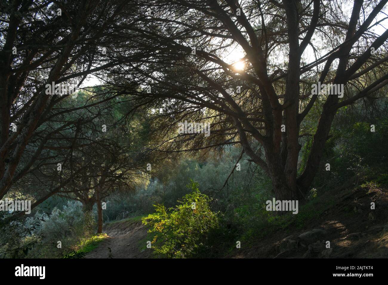 Kiefer Baum im Abendlicht im Parque Natural de La Breña, in der nähe von Barbate, Spanien Stockfoto