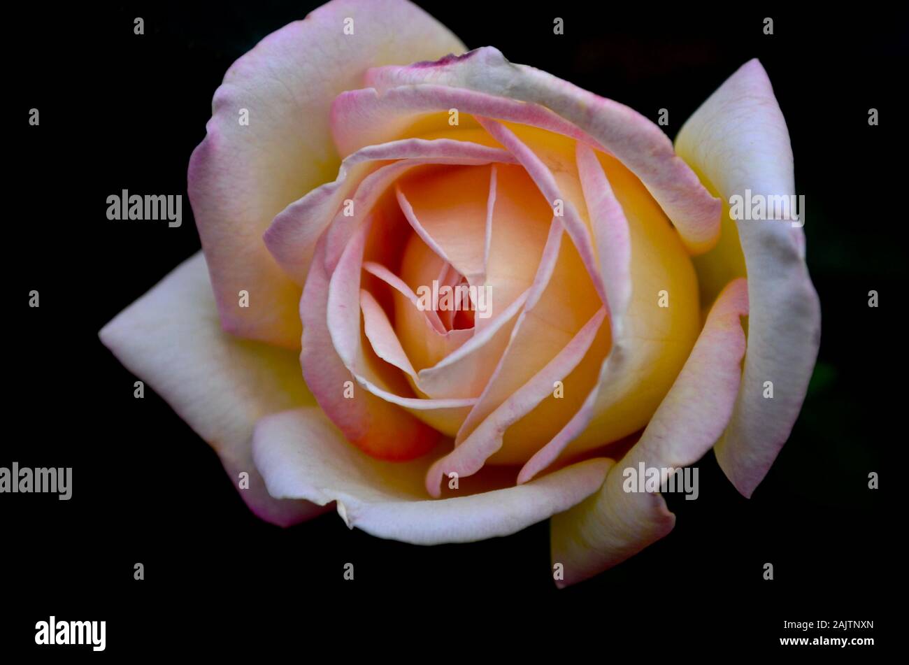 Eine blühende Tee Rose Blume mit einem rosa Farbton auf dunklem Hintergrund ist die Ansicht von oben. Stockfoto