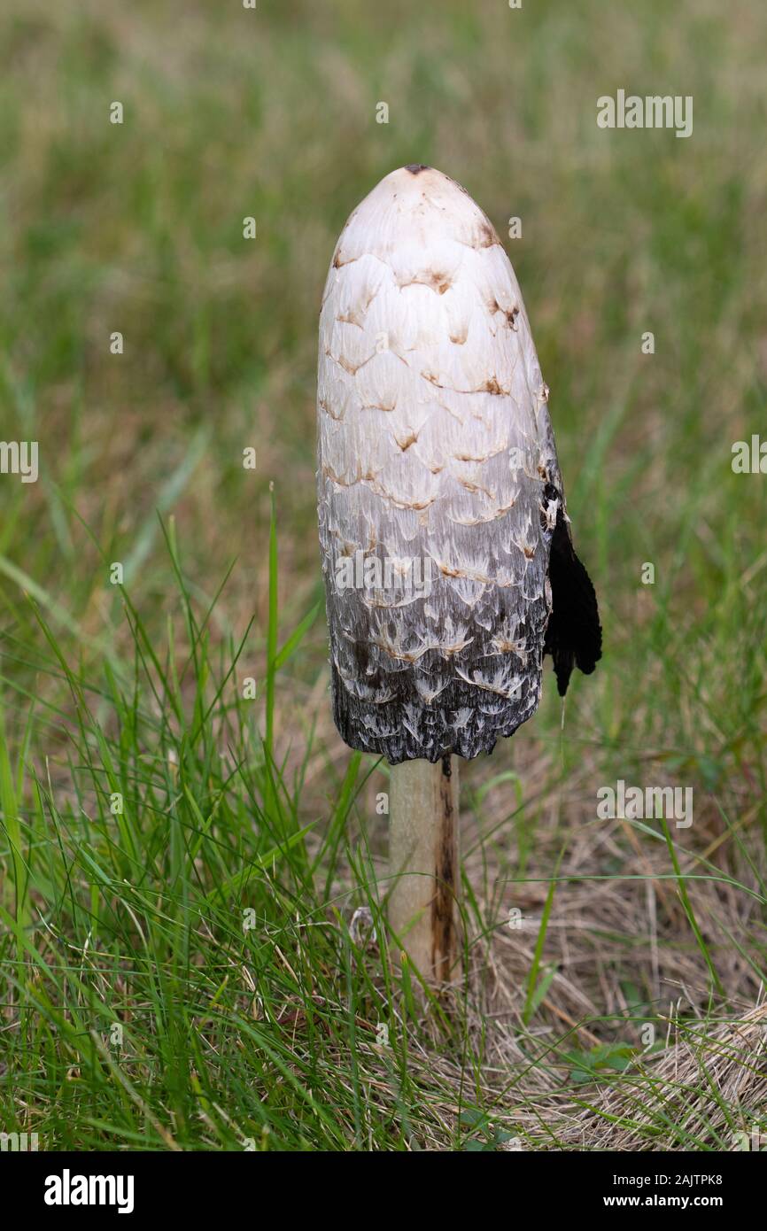 Shaggy Ink Kappen (Coprinus cornatus) auf einer Wiese bei Brookwood Soldatenfriedhof, Surrey, England Stockfoto