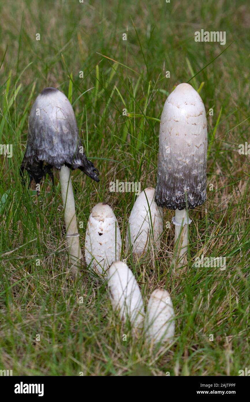 Shaggy Ink Kappen (Coprinus cornatus) auf einer Wiese bei Brookwood Soldatenfriedhof, Surrey, England Stockfoto