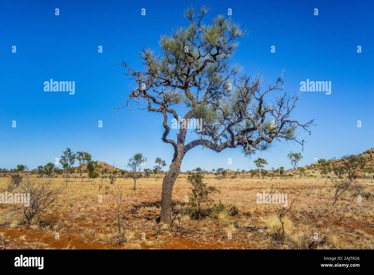 Outback bush Landschaft südlich von Mount-Isa entlang der Diamantina Developmental Road zwischen Boulia und Mount Isa, North Western Queensland, Australien Stockfoto