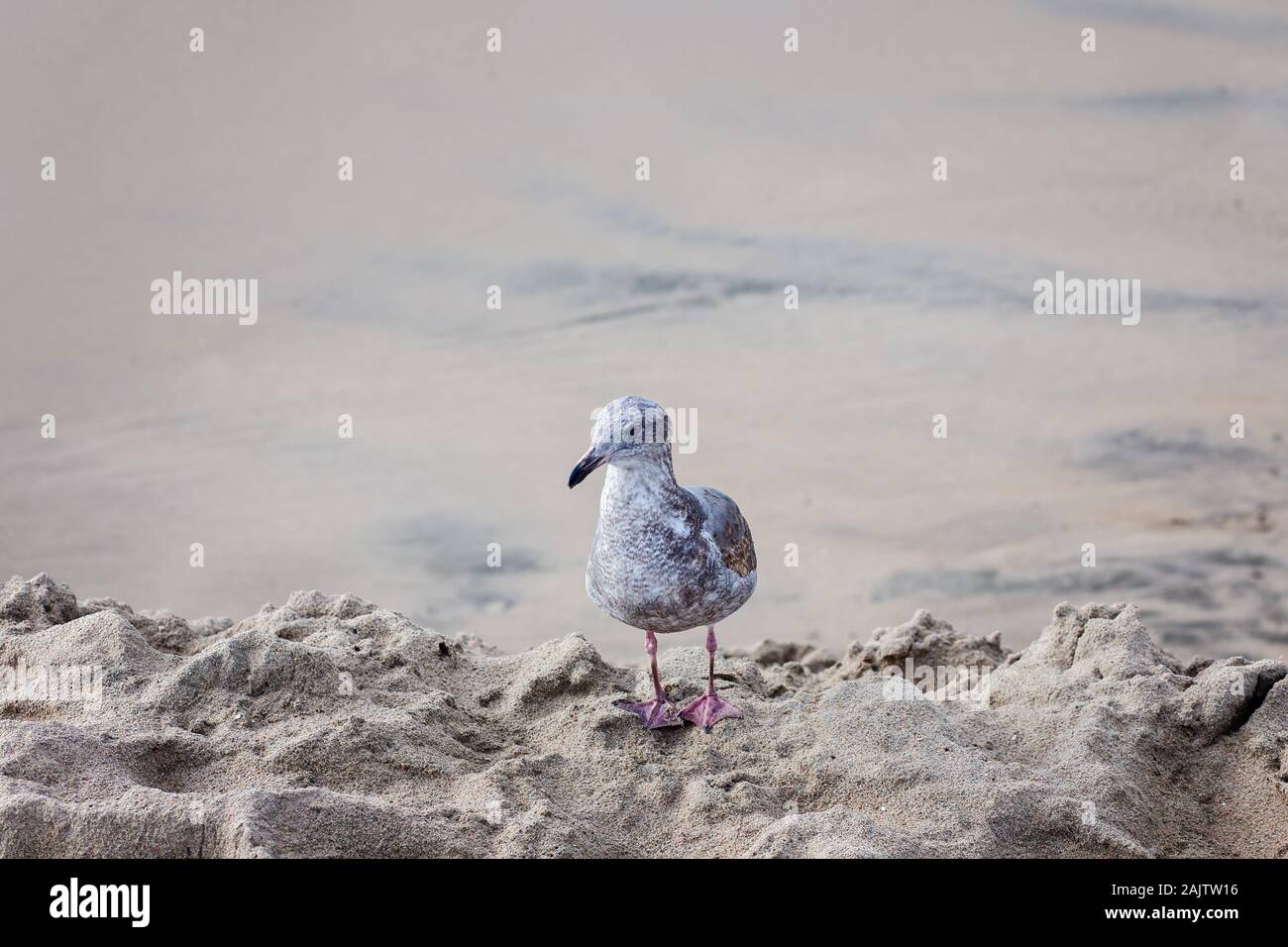 Junge Möwe sitzend auf einem sandigen Ufer, Santa Cruz, Santa Cruz, Kalifornien, USA Stockfoto