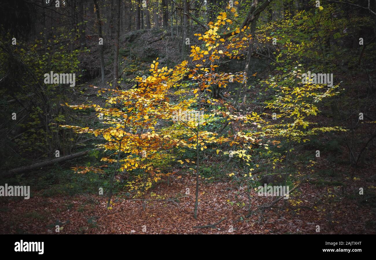 Bäume im Herbst von den Strahlen der Sonne beleuchtet Stockfoto