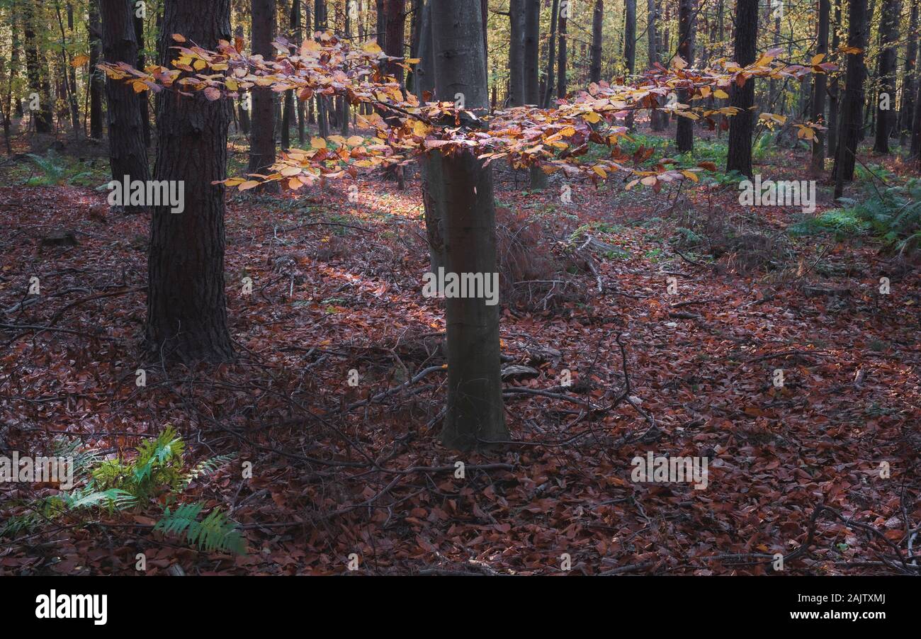 Bäume im Herbst von den Strahlen der Sonne beleuchtet Stockfoto