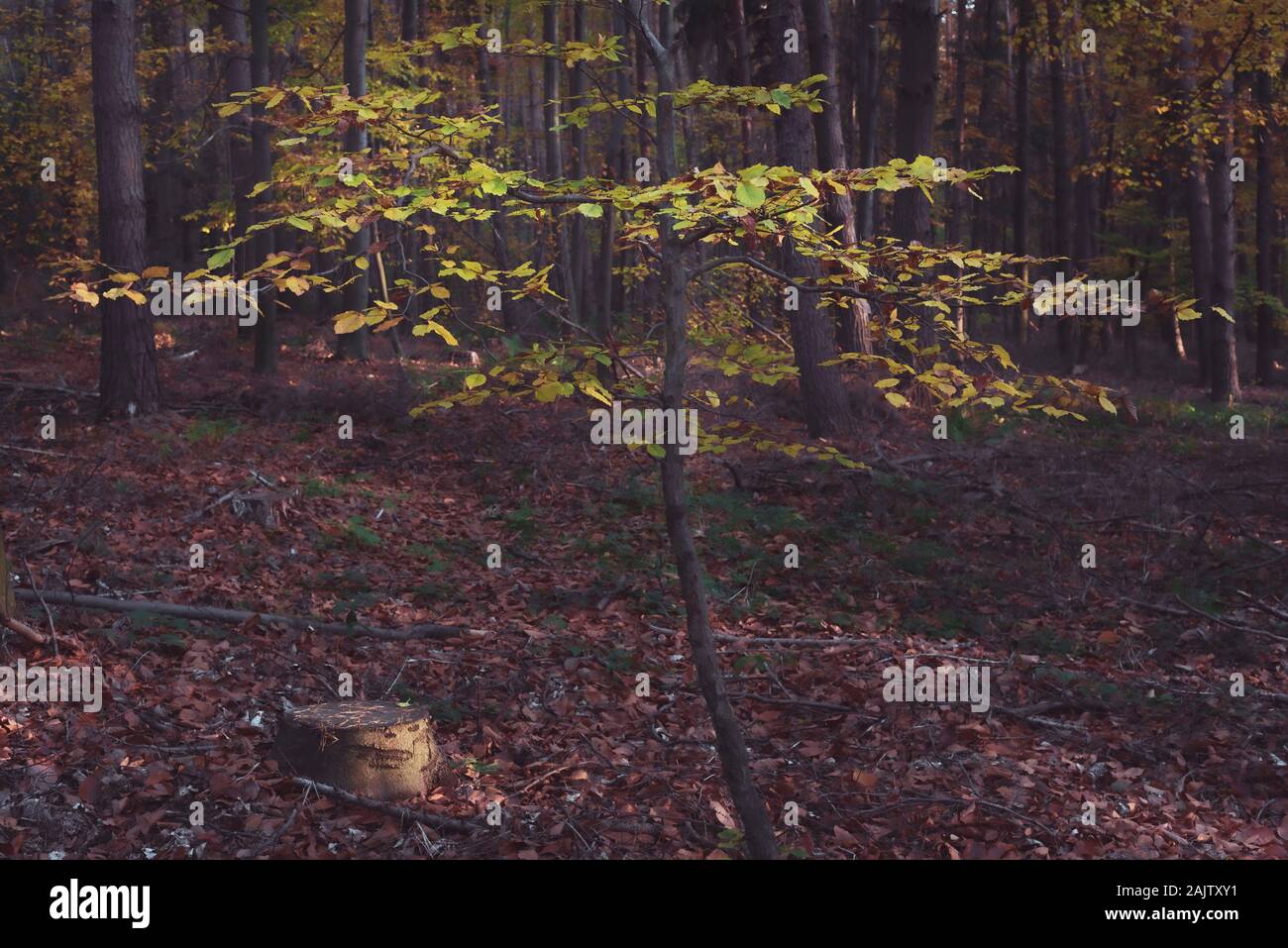 Bäume im Herbst von den Strahlen der Sonne beleuchtet Stockfoto