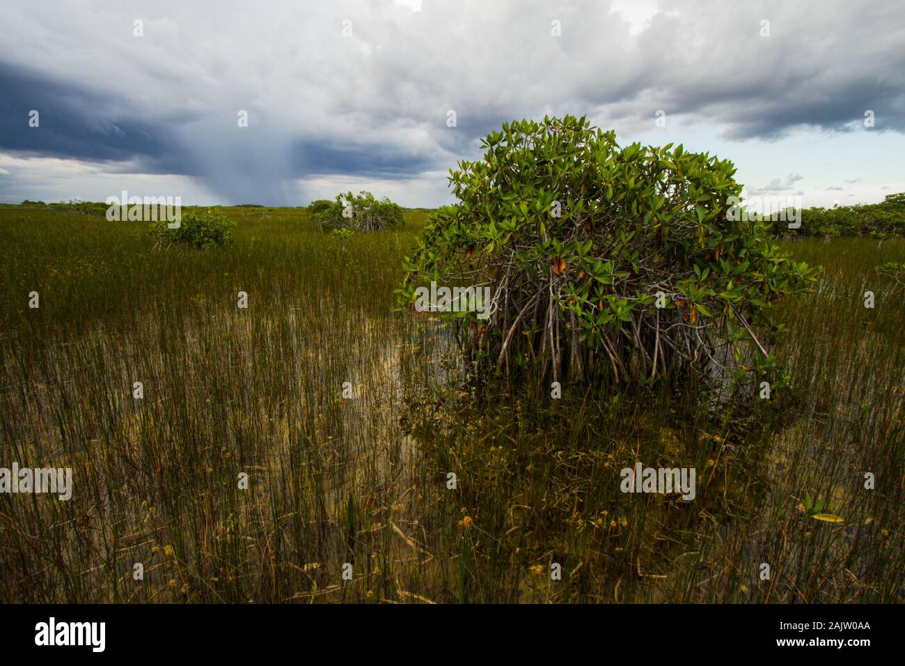 Sommer Unwetter Rolle durch die Everglades National Park täglich helfen, den Fluss von Gras Fließen zu halten. Stockfoto