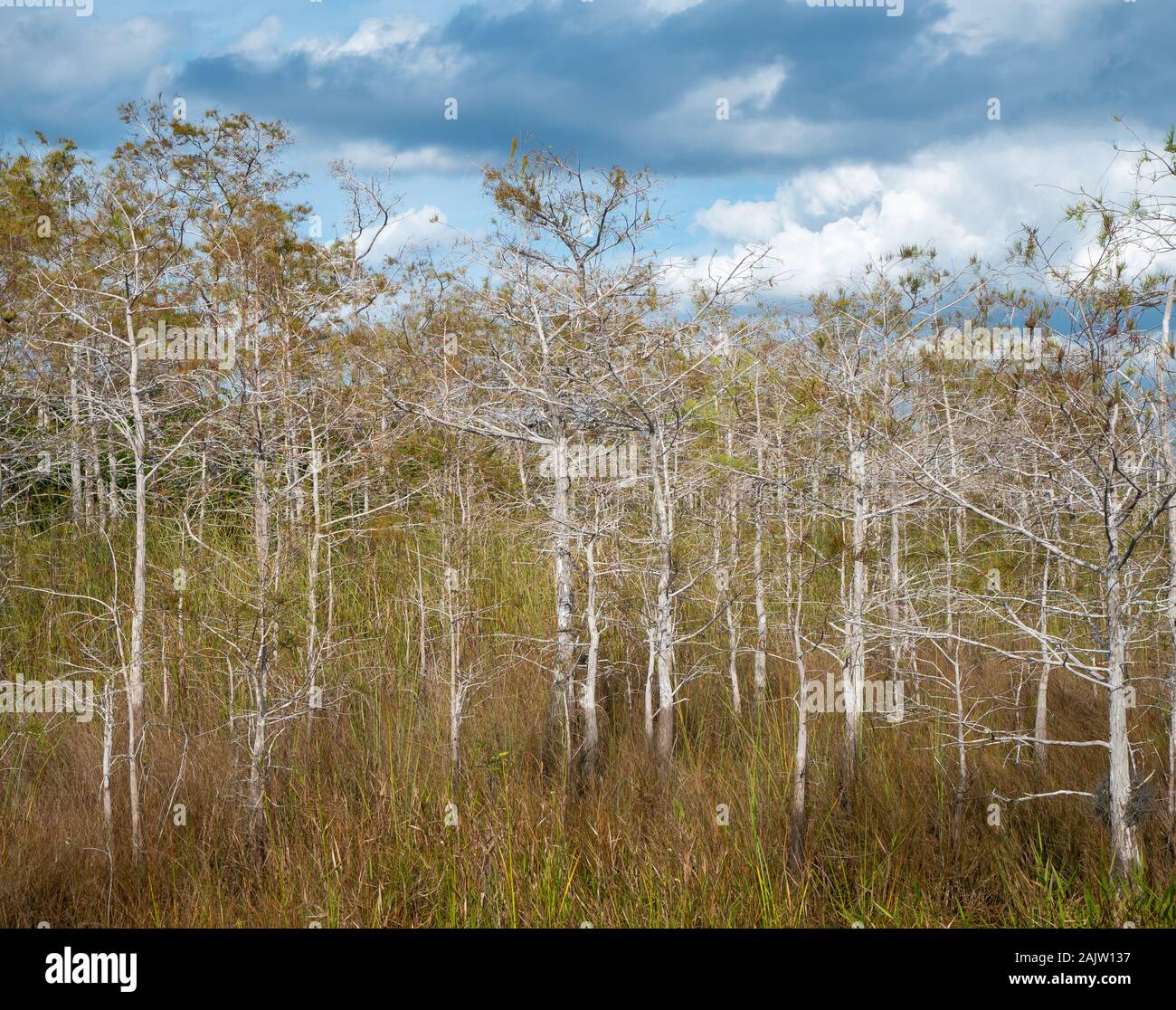 Zypressen mit bewölktem Himmel in den Everglades National Park, Miami, Florida, USA Stockfoto