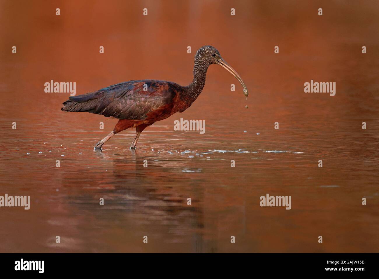 Glossy Ibis - Plegadis falcinellus ist ein Planschbecken Vogel in der ibis Familie Threskiornithidae, Ufer Vogel mit einem langen Schnabel im Wasser, roter Hintergrund durin Stockfoto