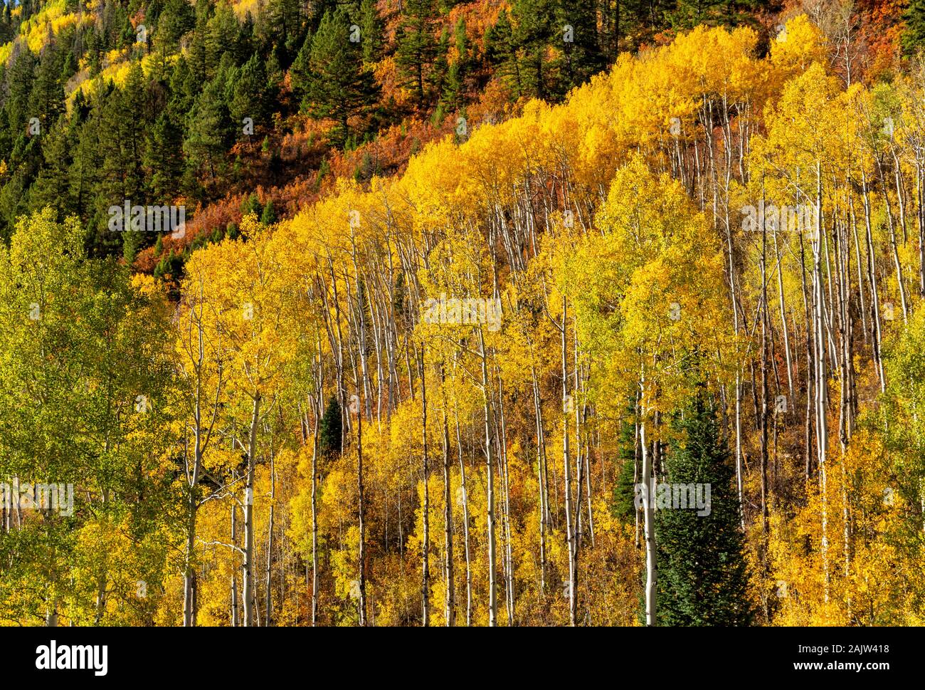 Eine apsen Grove an einem steilen Berghang in der Nähe von McClure Pass in Colorado. Stockfoto