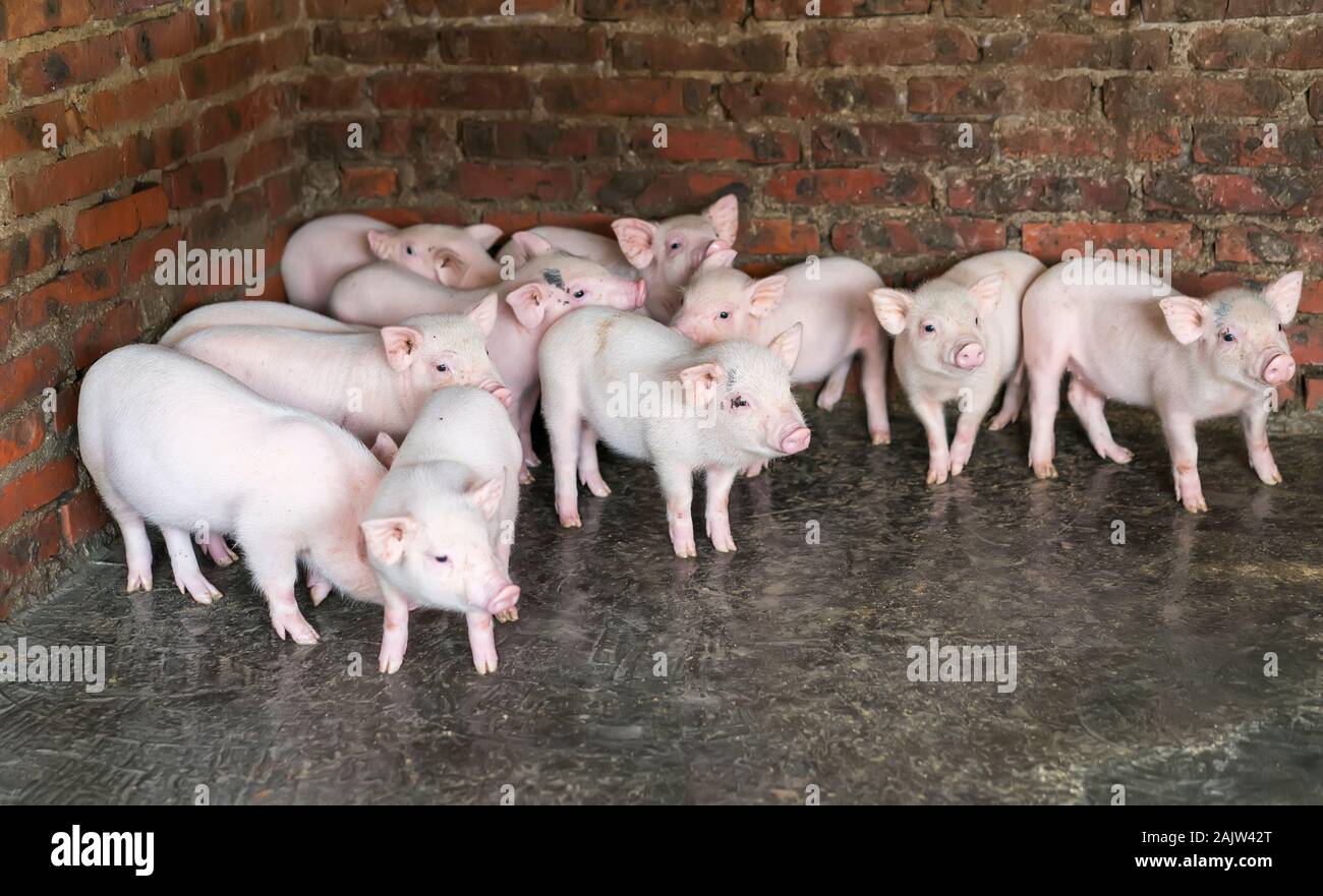 Ferkel am Bauernhof Stockfoto