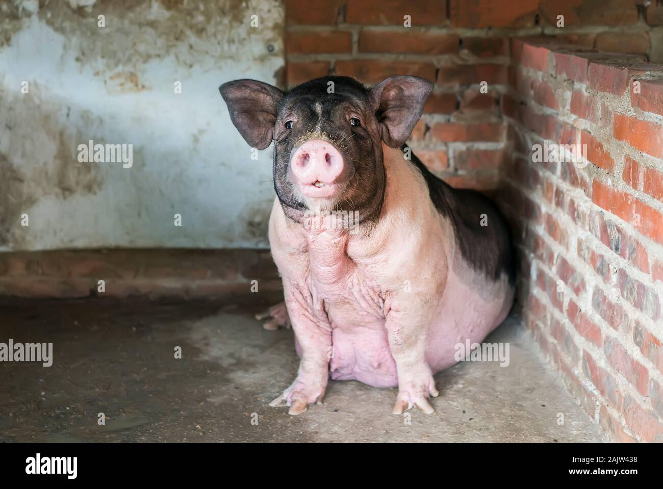 Ferkel am Bauernhof Stockfoto