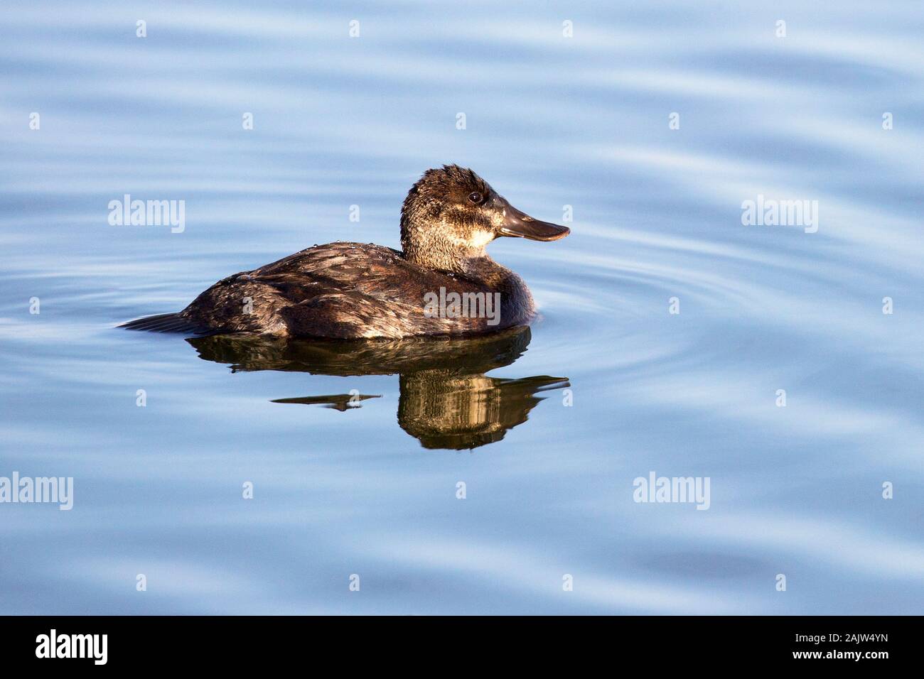 Im Frank Lake Conservation Area, einem nordamerikanischen Projekt zur Bewirtschaftung von Wasservögeln, befindet sich eine ruddy Ente (Oxyura jamaicensis) im Wasser Stockfoto