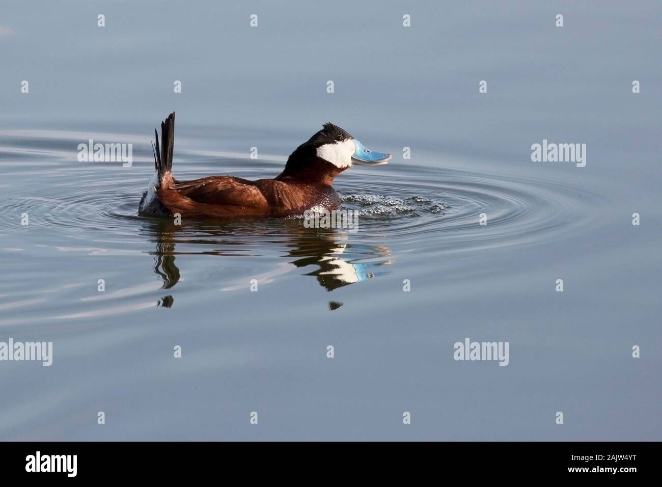 Schwarzkopfruderente männlich (Oxyura Jamaicensis) Balz an Frank Lake Conservation Area, einem Nordamerikanischen Wasservögel Management Plan Projekt Stockfoto