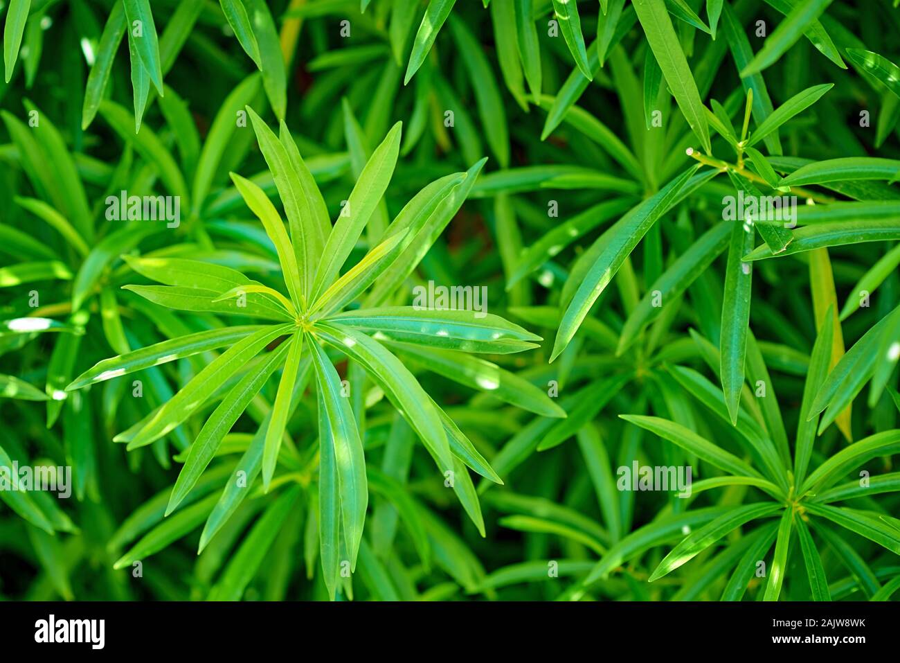 Hintergrund Der grüne Pflanze wie Cannabis, Nahaufnahme Stockfoto