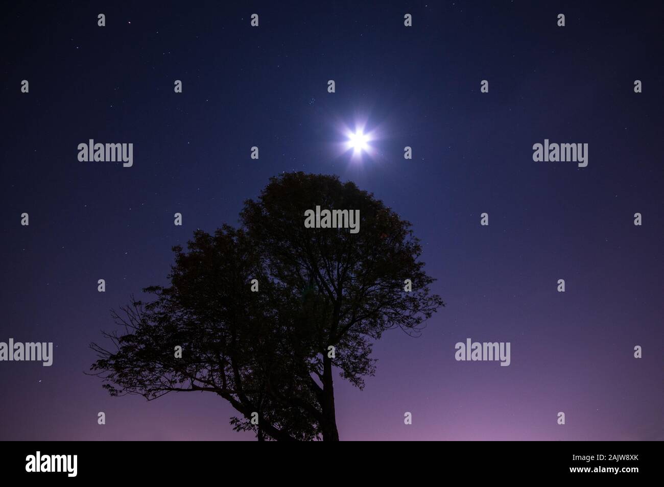 Vollmond glühende ein Baum an der Allegheny Observatory, Pittsburgh, Pennsylvania, USA Stockfoto