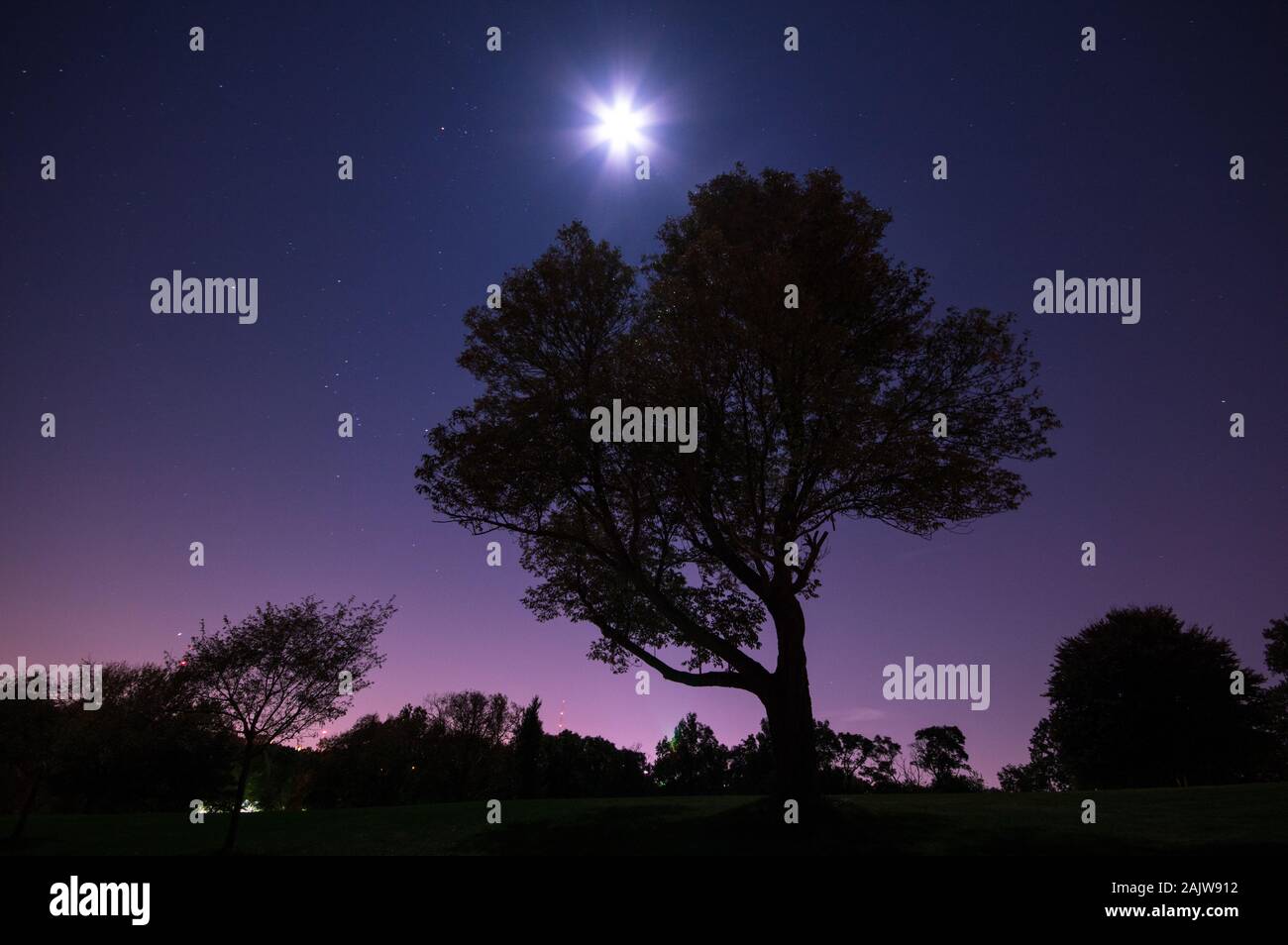 Vollmond glühende ein Baum an der Allegheny Observatory, Pittsburgh, Pennsylvania, USA Stockfoto
