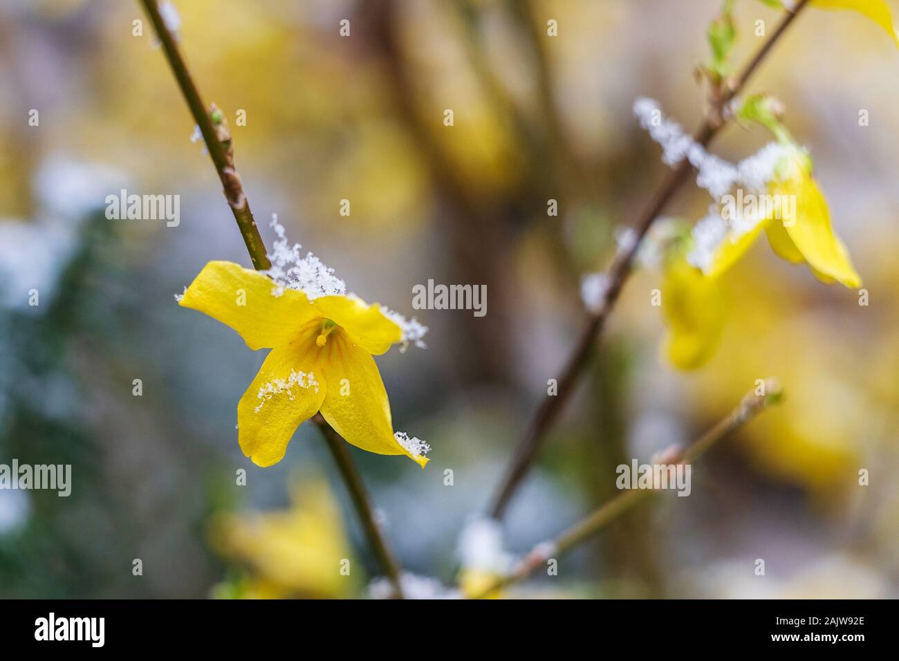 Schnee im April Garten. Forsythia Blume unter dem Schnee.. Unscharfer Hintergrund. Gelbe Blume. Stockfoto