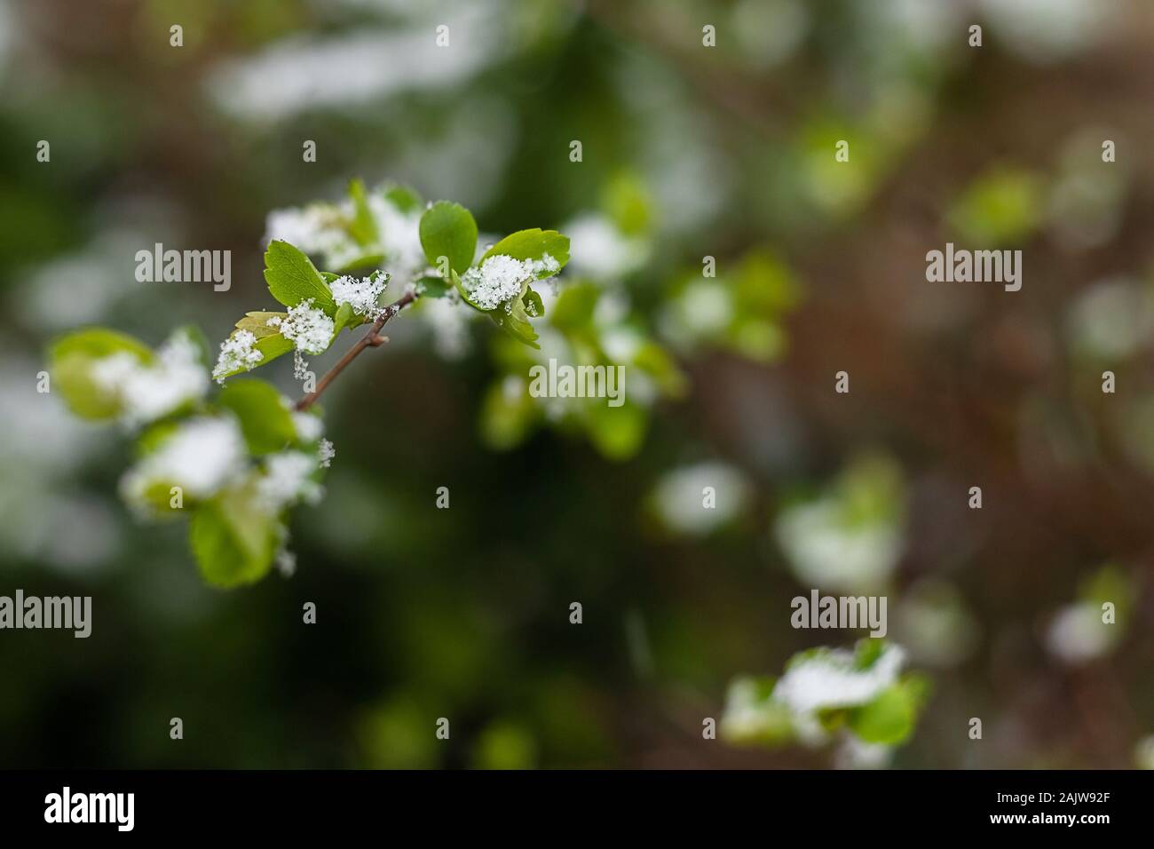Schnee im April Garten. Junge grüne Blätter mit Schnee bedeckt Stockfoto