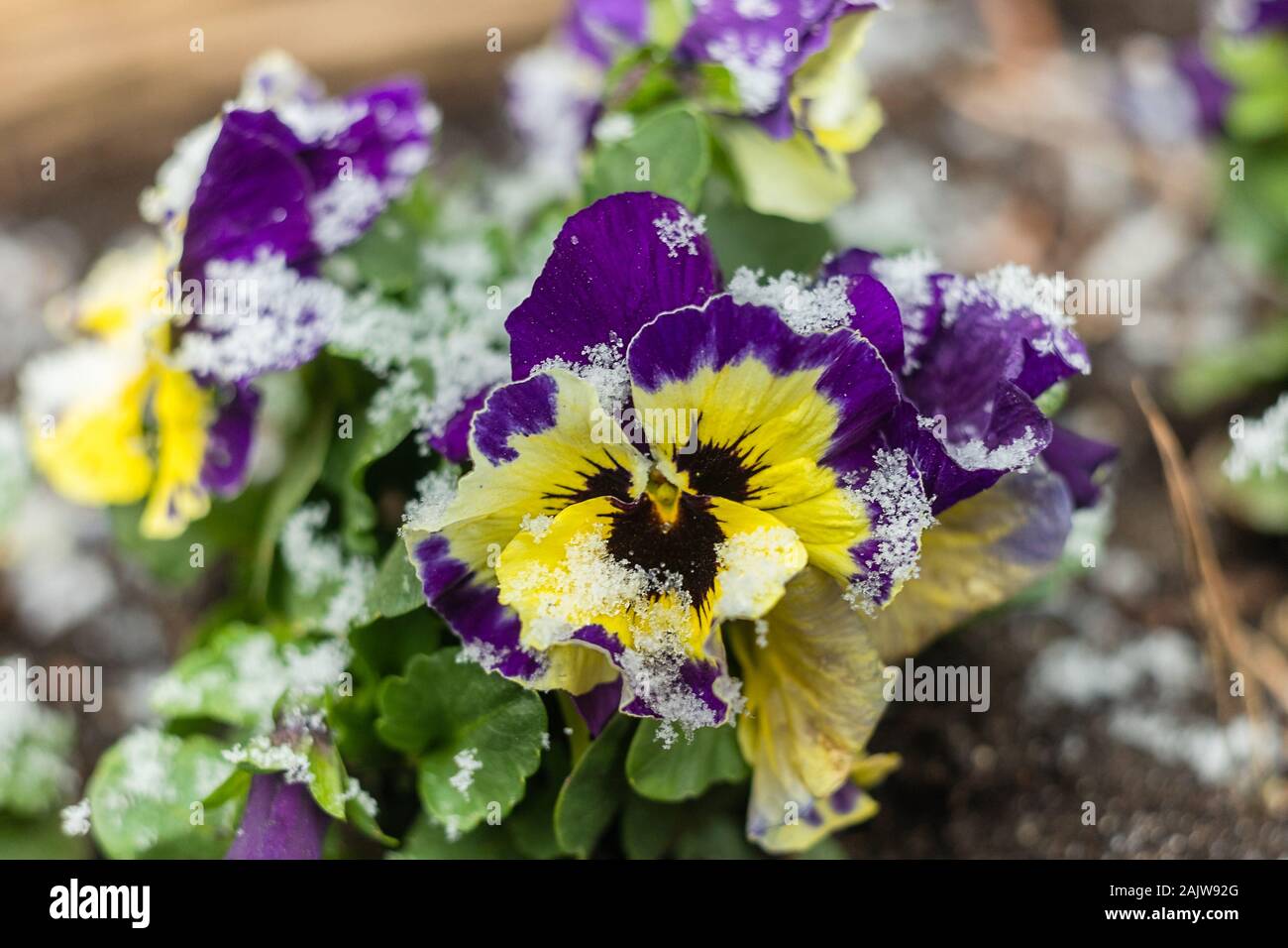 Schnee im April Garten. Stiefmütterchen mit Schnee bedeckt. Stiefmütterchen Gelb und Violett Stockfoto
