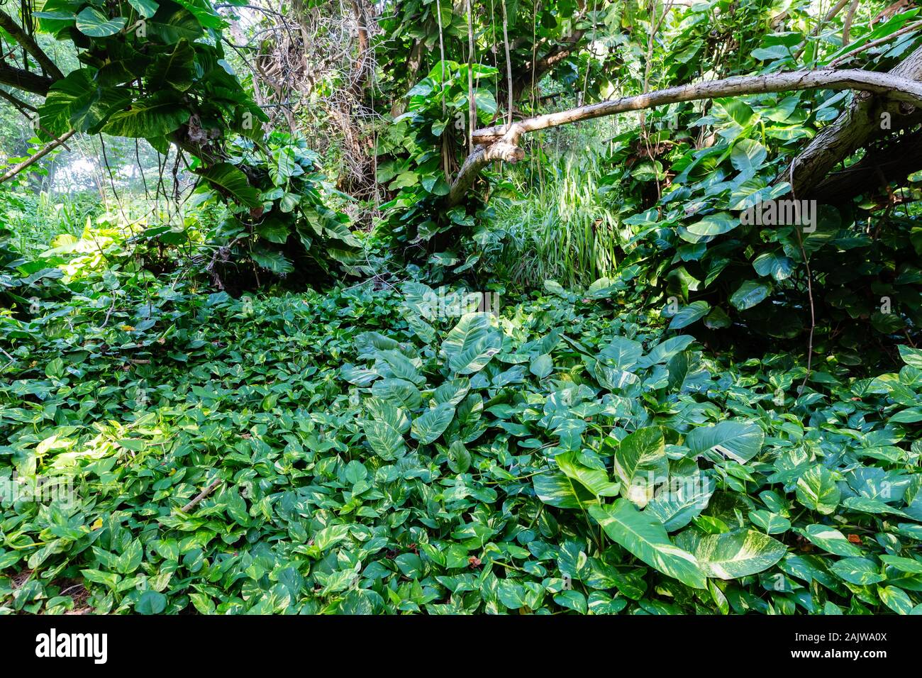 Bild von Dschungel wie Pflanzen in der Kawela Bay Beach Park auf Oahu, Hawaii Stockfoto