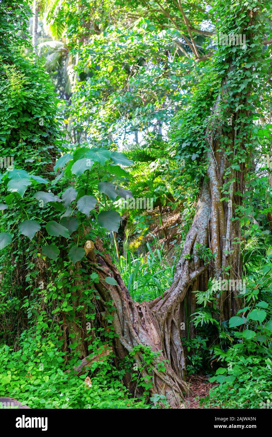 Bild von Dschungel wie Pflanzen in der Kawela Bay Beach Park auf Oahu, Hawaii Stockfoto