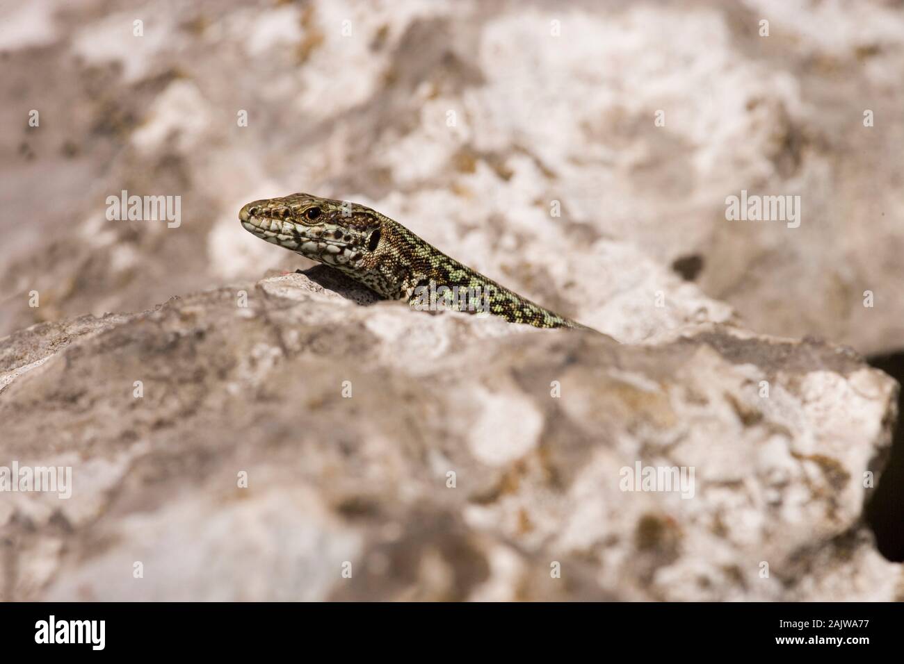 WANDEIDECHSE (Podarcis muralis). Mann, der aus einer Schutzhütte in einer Steinmauer auftaucht und sich in der frühen Morgensonne erwärmt. Asturien, Spanien. Stockfoto