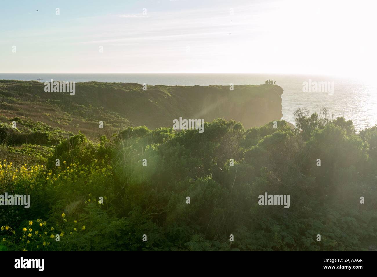 Grüne Küste in den Frühling an der Küste Molkereien State Park, in der Nähe von Santa Cruz, Kalifornien, USA Stockfoto