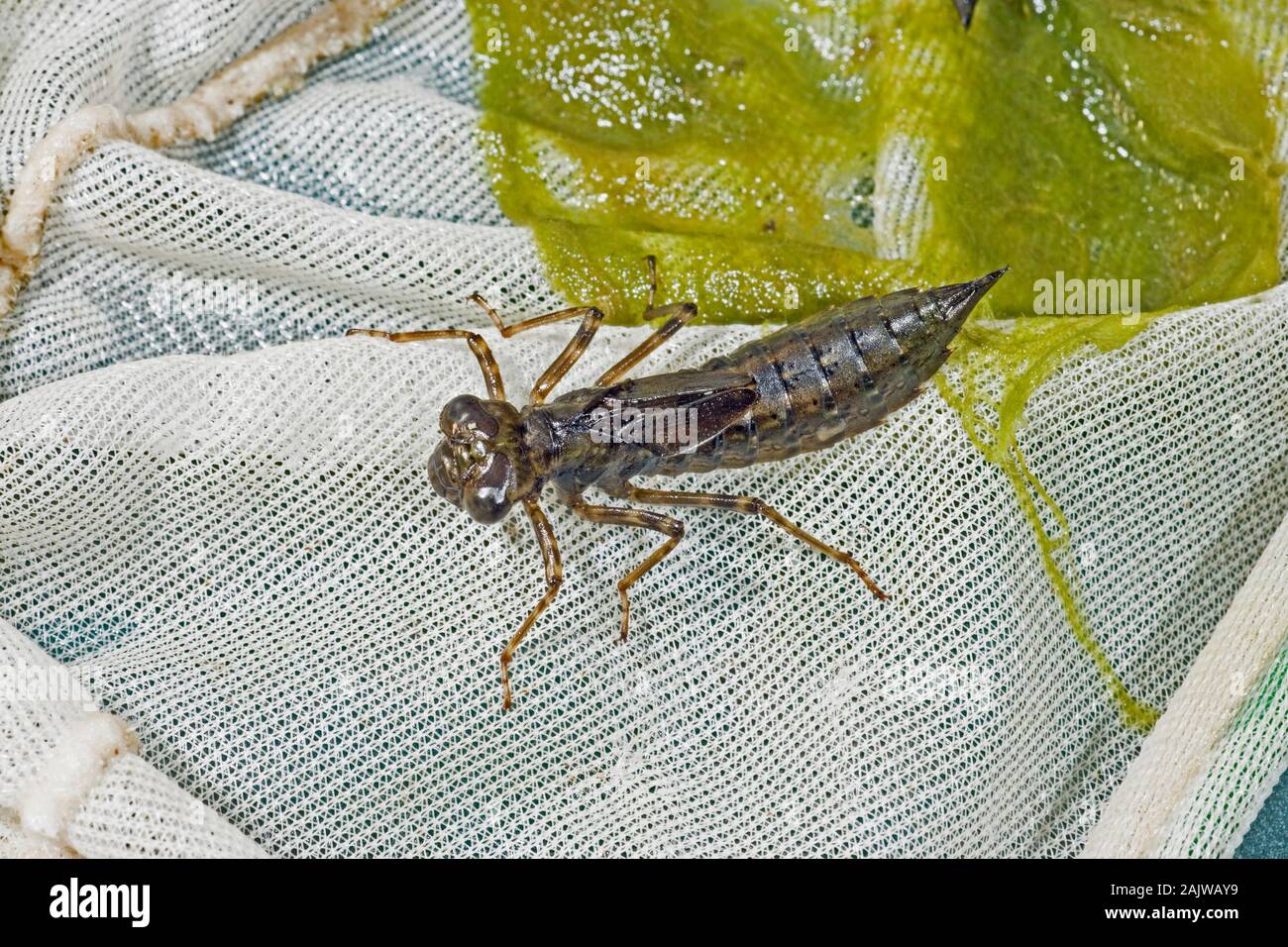 DRAGONFLY LARVEN. Um Odonata. Gefangen und vorübergehend in einem Teich tauchen Net statt. Achten Sie darauf, sympathisch Handhabung, bevor das Wasser wieder in die Stockfoto