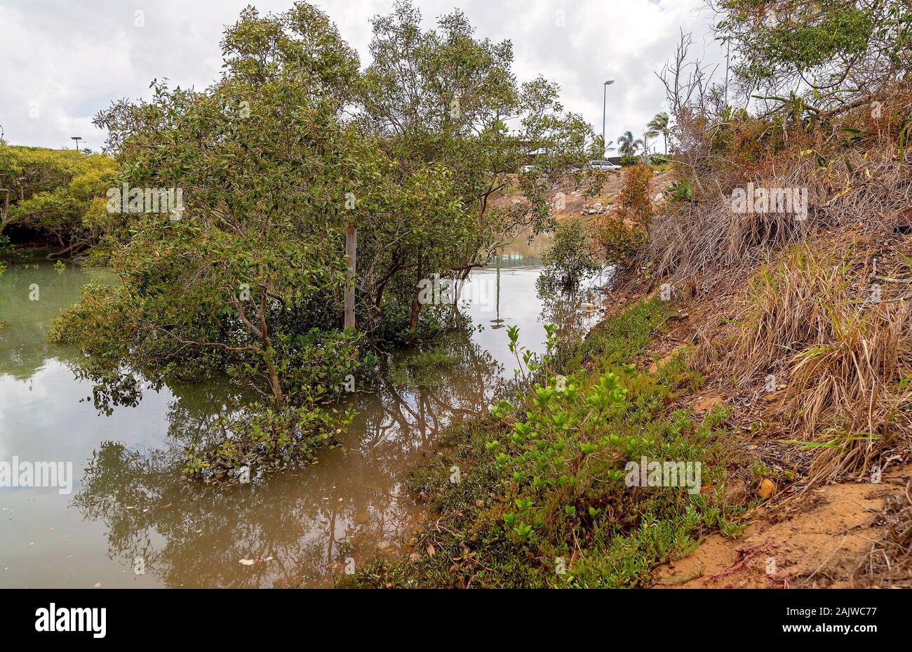 Mangrove Sumpf-ökosystem in einem Nebenfluß den Ozean an der Capricorn Coast von Australien Stockfoto
