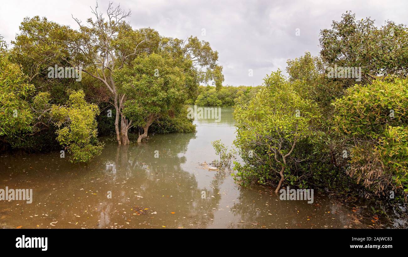 Mangrove Sumpf-ökosystem in einem Nebenfluß den Ozean an der Capricorn Coast von Australien Stockfoto