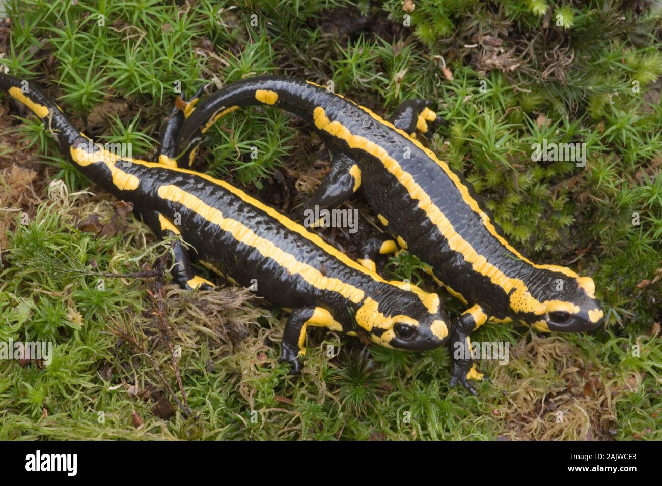 Banded FIRE SALAMANDER (Salamandra salamandra terrestris). Frankreich, Westschweiz, Teile Belgiens, Hollands, weite Teile Westeuropas. Auffällig Stockfoto