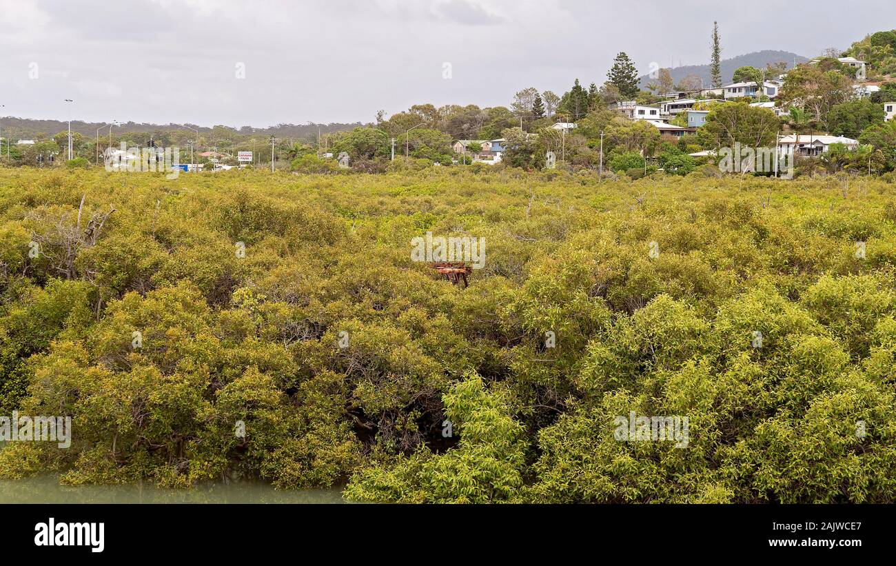 Mangrove Sumpf-ökosystem in einem Nebenfluß den Ozean an der Capricorn Coast von Australien Stockfoto
