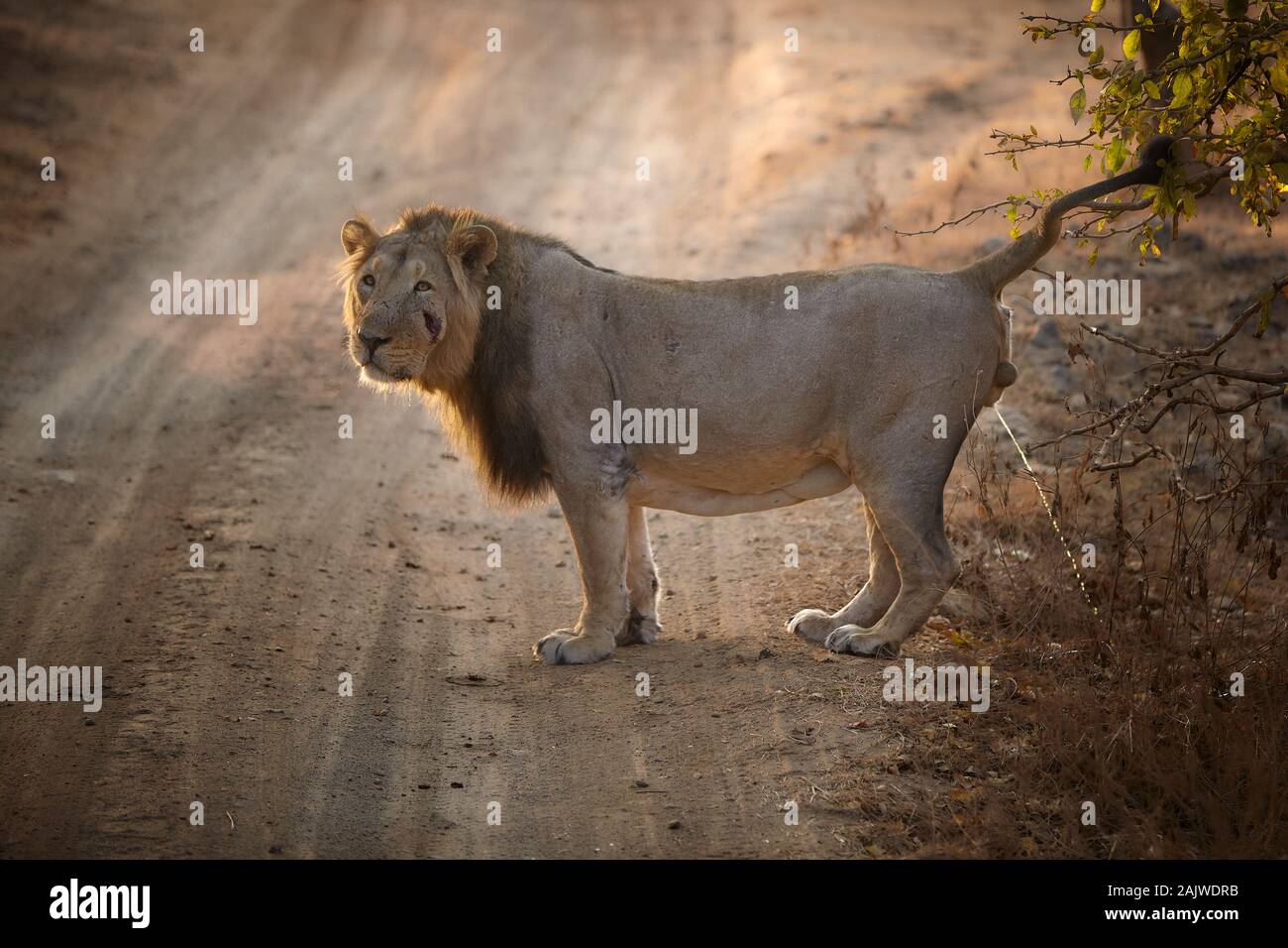 Asiatische Männliche Löwe sein Territorium im Gir Forest, Indien Kennzeichnung. Stockfoto