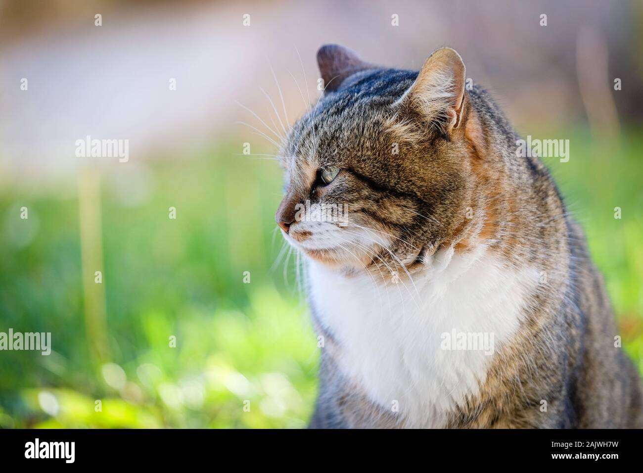 Nachbarn Beschweren Sich über Katze Chat tigre -Fotos und -Bildmaterial in hoher Auflösung – Alamy