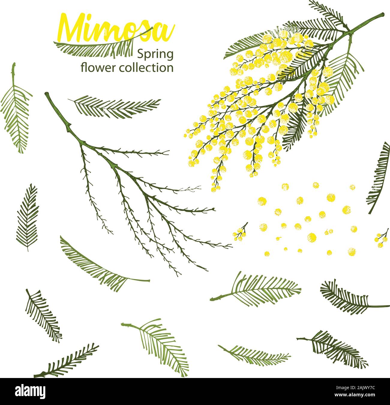 Satz von Hand gezeichnete Skizze Elemente für Zweigstellen von Mimosa Blüte in Gelb und Grün. Eine gute Idee für Ihr Design Poster, Grußkarten, Web Stock Vektor