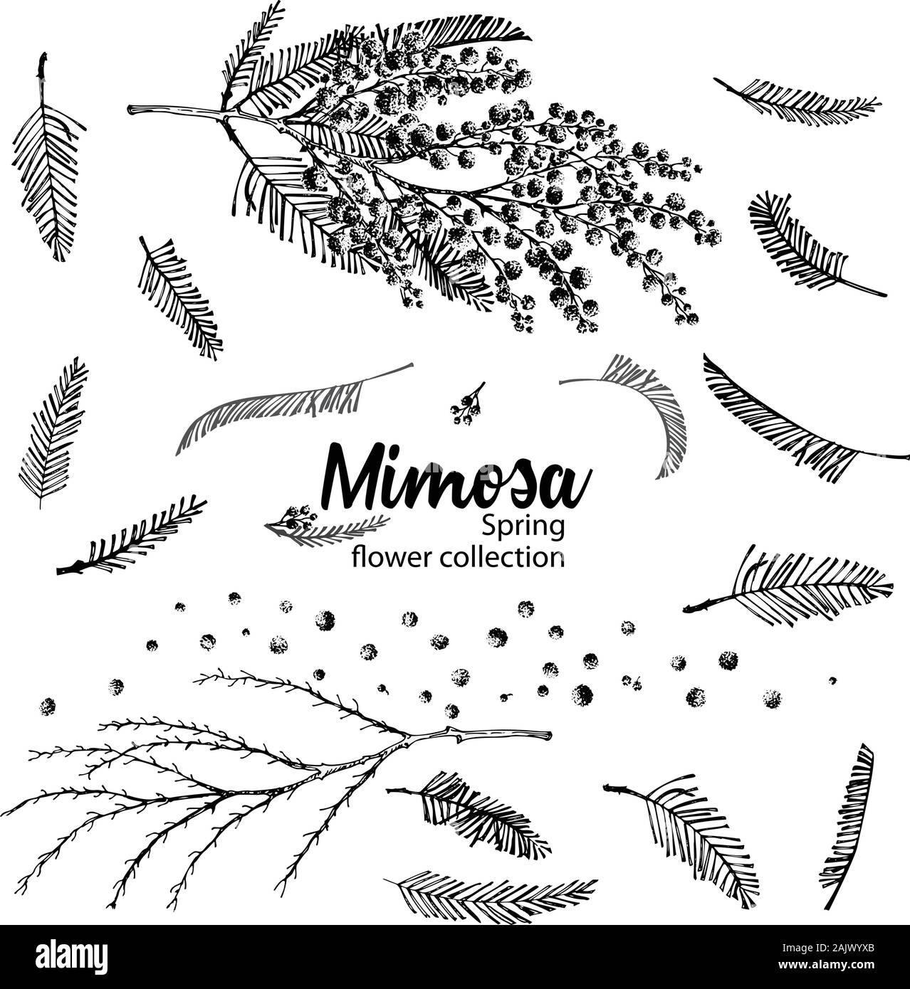 Satz von Hand gezeichnete Skizze Elemente für Zweigstellen von Mimosa Blüte in Gelb und Grün. Eine gute Idee für Ihr Design Poster, Grußkarten, Web Stock Vektor