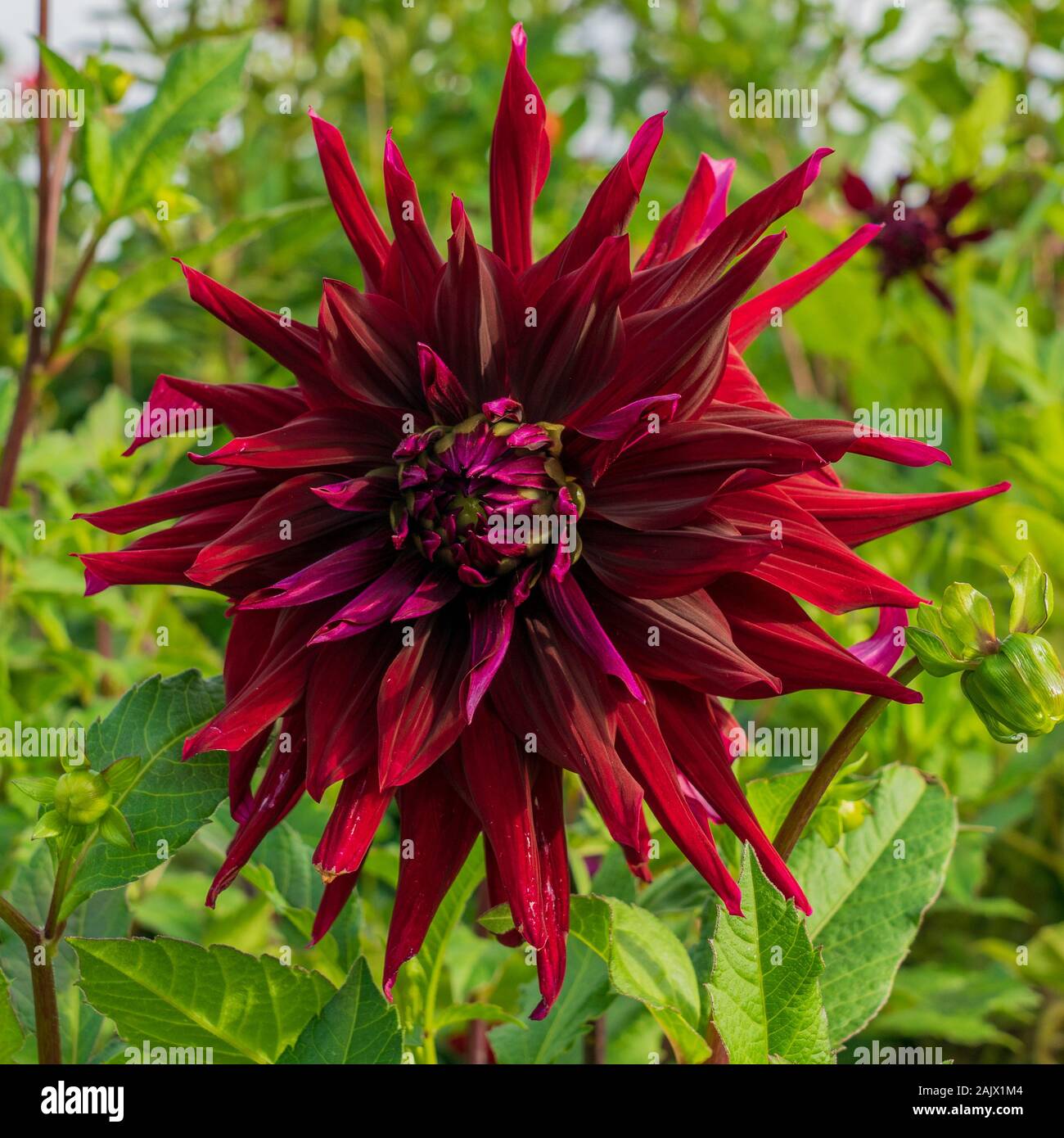 Schwarze dahlie blume Fotos und Bildmaterial in hoher Auflösung Alamy