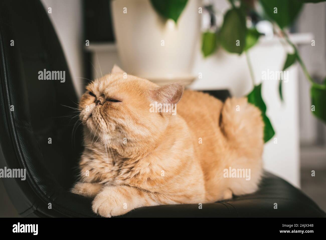 Unpleased exotische Persischen Katze sitzt auf einem schwarzen Ledersessel. Sprechen Sie nicht zu mir Ausdruck Gesicht Stockfoto