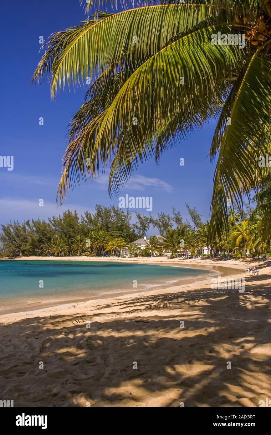 Palm Tree über einen karibischen Strand, Jamaika Stockfoto