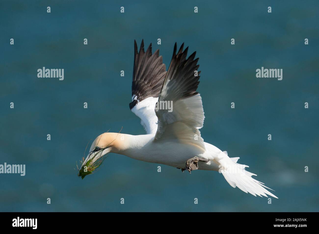 Northern Gannet (Morus bassanus) im Flug mit Nistmaterial. Stockfoto