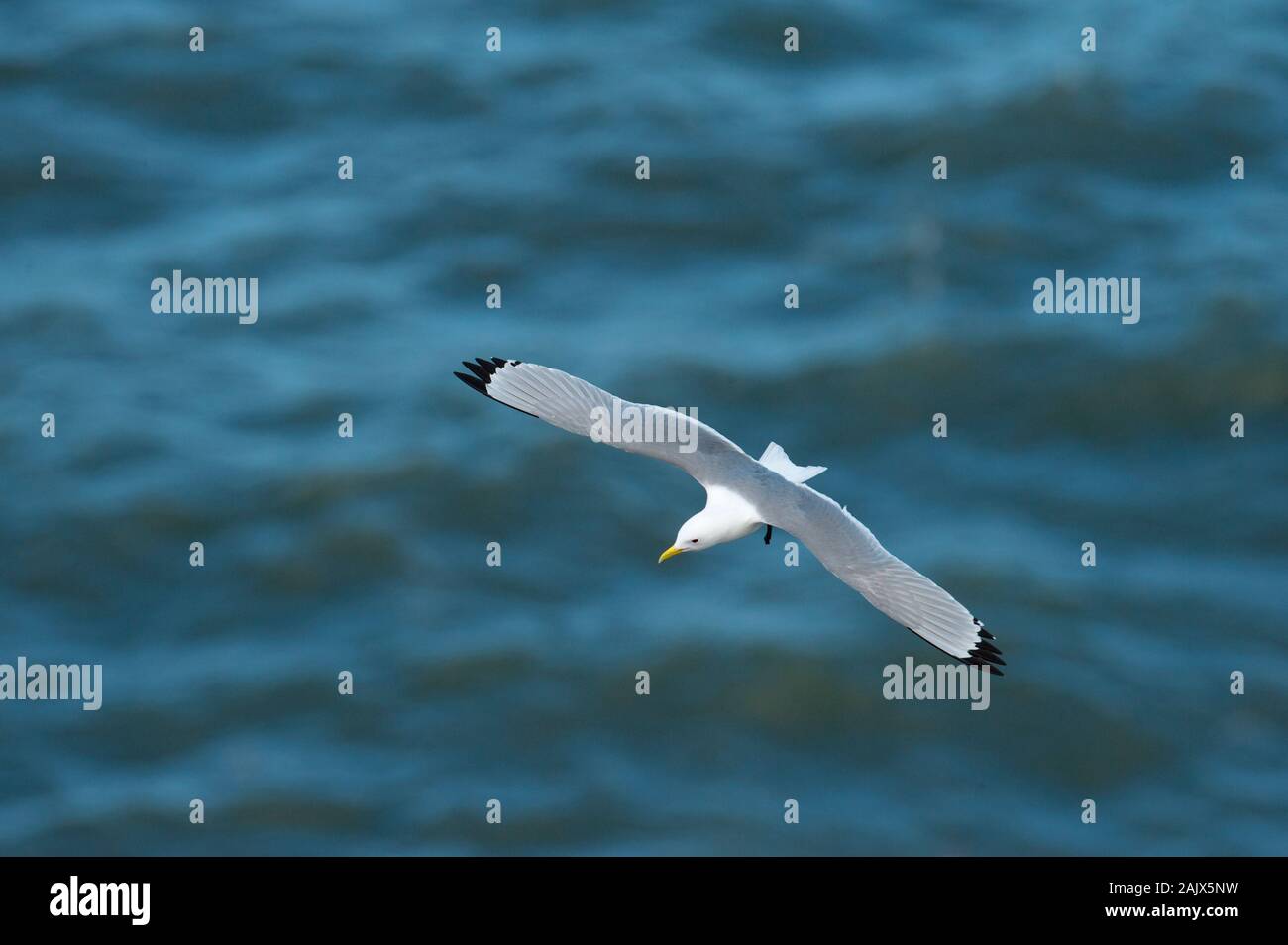 Dreizehenmöwe (Rissa tridactyla) Flug über das Meer Stockfoto